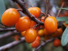 Rakytník řešetlákový - samičí 'Leikora' - Hippophae rhamnoides 'Leikora'