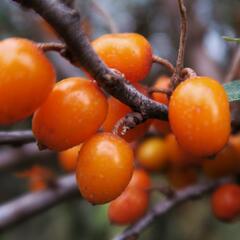 Rakytník řešetlákový - samičí 'Leikora' - Hippophae rhamnoides 'Leikora'