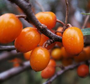 Rakytník řešetlákový - samičí 'Leikora' - Hippophae rhamnoides 'Leikora'