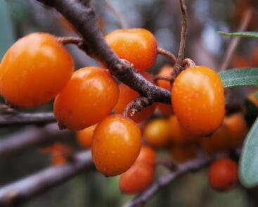 Rakytník řešetlákový samičí 'Leikora'