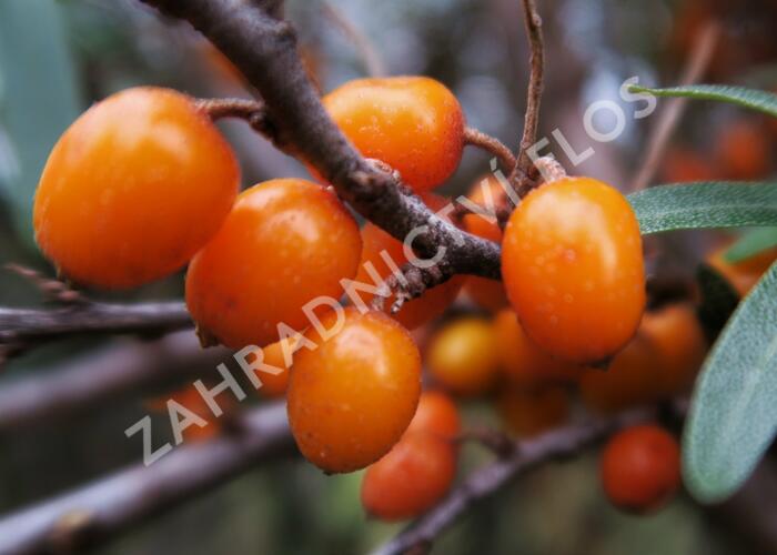 Rakytník řešetlákový - samičí 'Leikora' - Hippophae rhamnoides 'Leikora'