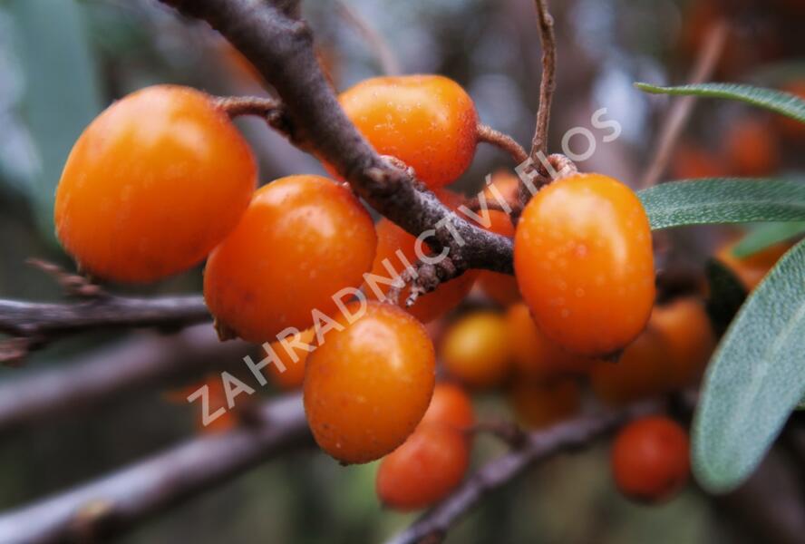 Rakytník řešetlákový samičí 'Leikora' - Hippophae rhamnoides 'Leikora'