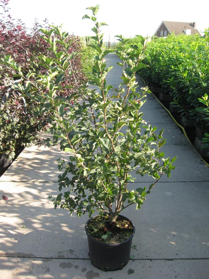 Jabloň okrasná - Malus toringo sargentii