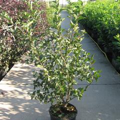 Jabloň okrasná - Malus toringo sargentii