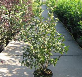 Jabloň okrasná - Malus toringo sargentii