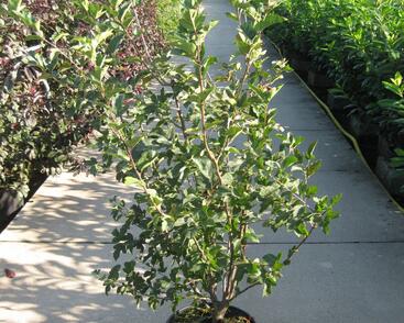 Jabloň okrasná Sargentova