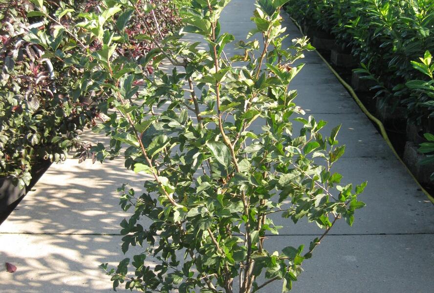 Jabloň okrasná Sargentova - Malus toringo sargentii