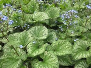 Pomněnkovec velkolistý 'Emerald Mist' - Brunnera macrophylla 'Emerald Mist'