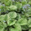 Pomněnkovec velkolistý 'Emerald Mist' - Brunnera macrophylla 'Emerald Mist'