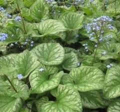 Pomněnkovec velkolistý 'Emerald Mist' - Brunnera macrophylla 'Emerald Mist'