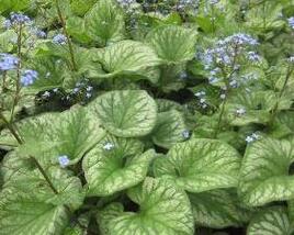 Pomněnkovec velkolistý 'Emerald Mist'