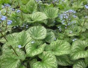 Pomněnkovec velkolistý 'Emerald Mist' - Brunnera macrophylla 'Emerald Mist'