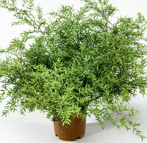 Asparágus 'Cwebe' - Asparagus densiflorus 'Cwebe'