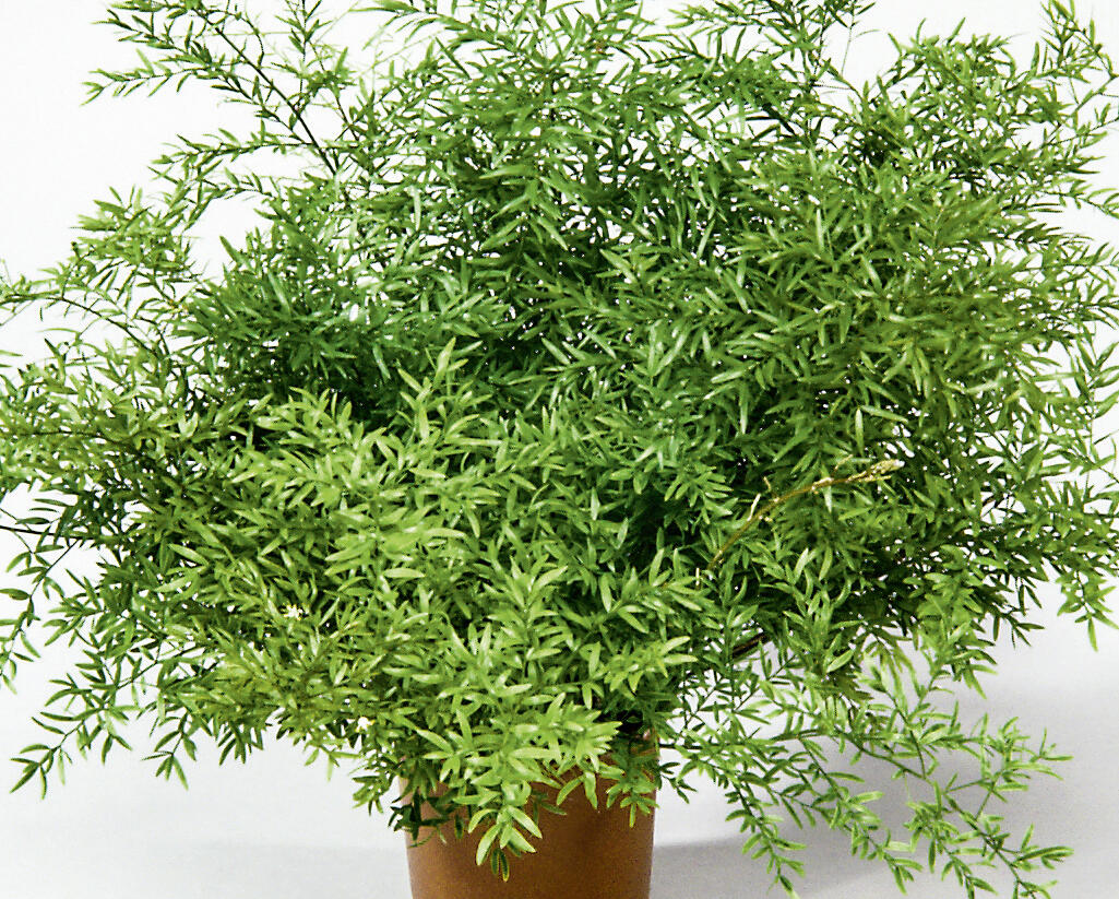 Asparágus 'Cwebe' - Asparagus densiflorus 'Cwebe'