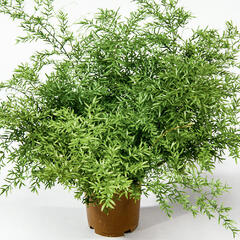 Asparágus 'Cwebe' - Asparagus densiflorus 'Cwebe'