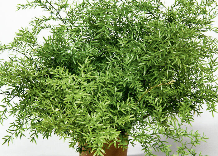 Asparágus 'Cwebe' - Asparagus densiflorus 'Cwebe'