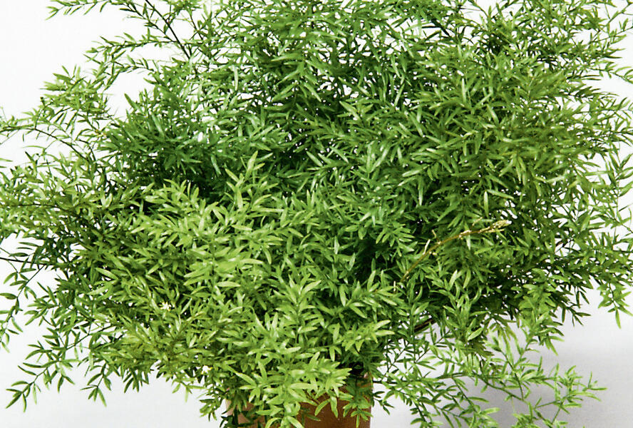 Asparágus 'Cwebe' - Asparagus densiflorus 'Cwebe'