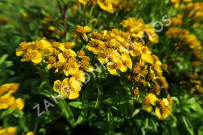 Mexický estragon 'Anisata' - Tagetes lucida 'Anisata'