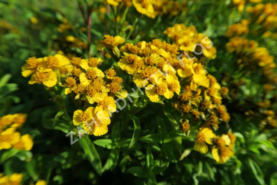 Mexický estragon 'Anisata' - Tagetes lucida 'Anisata'