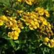 Mexický estragon 'Anisata' - Tagetes lucida 'Anisata'
