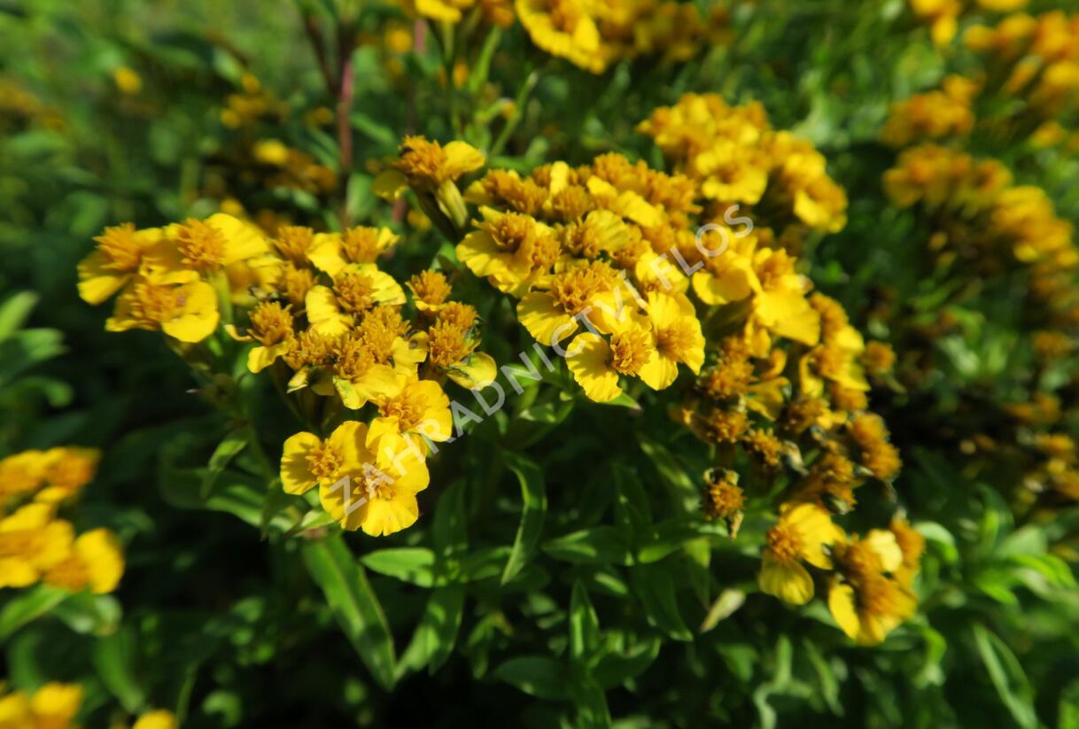 Mexický estragon 'Anisata' - Tagetes lucida 'Anisata'