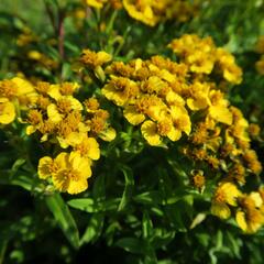 Mexický estragon 'Anisata' - Tagetes lucida 'Anisata'