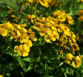 Mexický estragon 'Anisata' - Tagetes lucida 'Anisata'