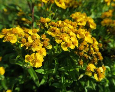 Mexický estragon 'Anisata'