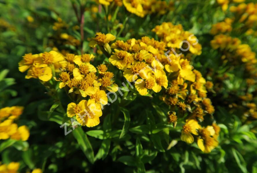 Mexický estragon 'Anisata' - Tagetes lucida 'Anisata'