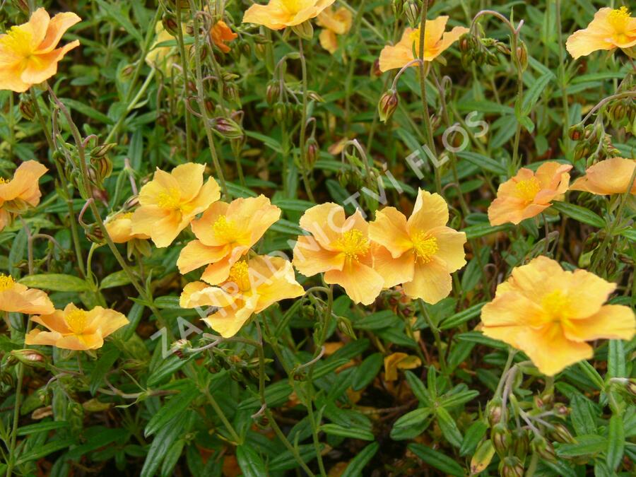 Devaterník 'Honeymoon' - Helianthemum 'Honeymoon'