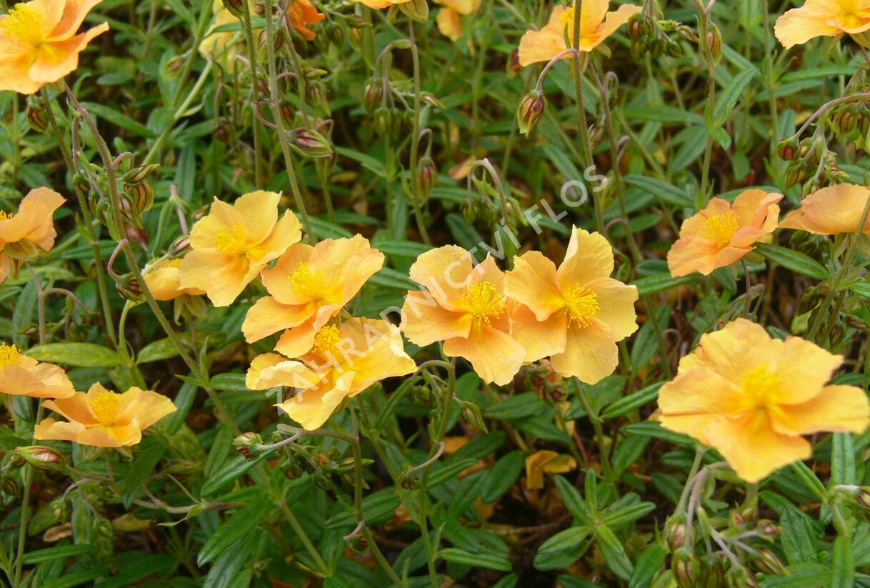 Devaterník 'Honeymoon' - Helianthemum 'Honeymoon'