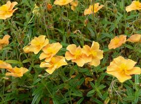 Devaterník 'Honeymoon' - Helianthemum 'Honeymoon'