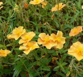 Devaterník 'Honeymoon' - Helianthemum 'Honeymoon'