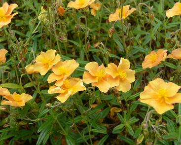 Devaterník 'Honeymoon'