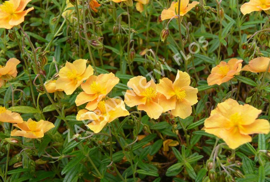 Devaterník 'Honeymoon' - Helianthemum 'Honeymoon'
