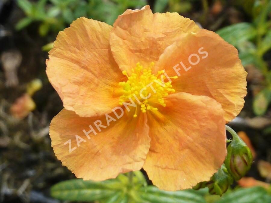 Devaterník 'Honeymoon' - Helianthemum 'Honeymoon'