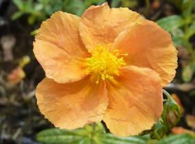 Devaterník 'Honeymoon' - Helianthemum 'Honeymoon'