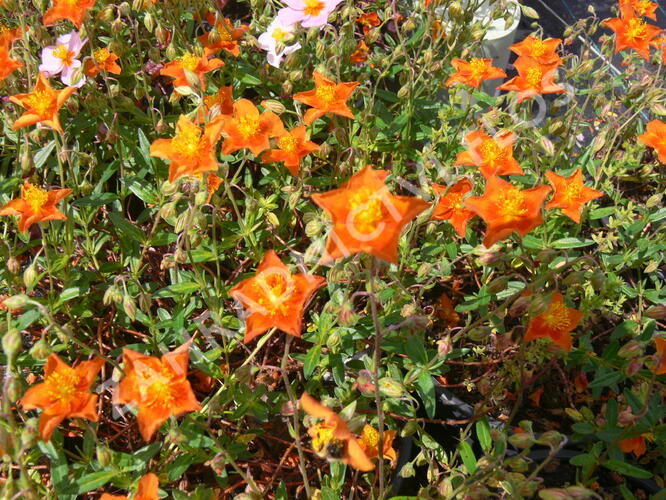 Devaterník 'Bronzeteppich' - Helianthemum 'Bronzeteppich'