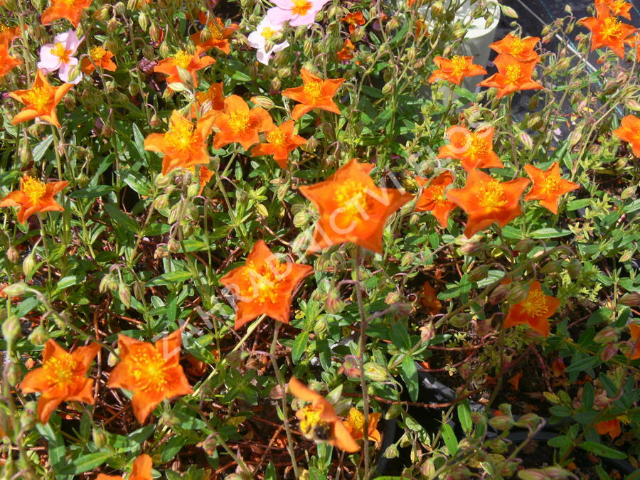 Devaterník 'Bronzeteppich' - Helianthemum 'Bronzeteppich'