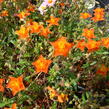 Devaterník 'Bronzeteppich' - Helianthemum 'Bronzeteppich'