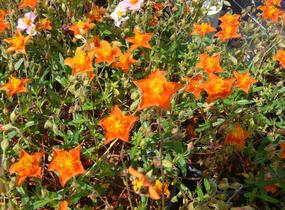 Devaterník 'Bronzeteppich' - Helianthemum 'Bronzeteppich'