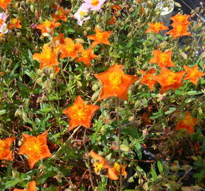 Devaterník 'Bronzeteppich' - Helianthemum 'Bronzeteppich'