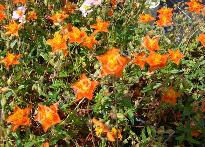 Devaterník 'Bronzeteppich' - Helianthemum 'Bronzeteppich'