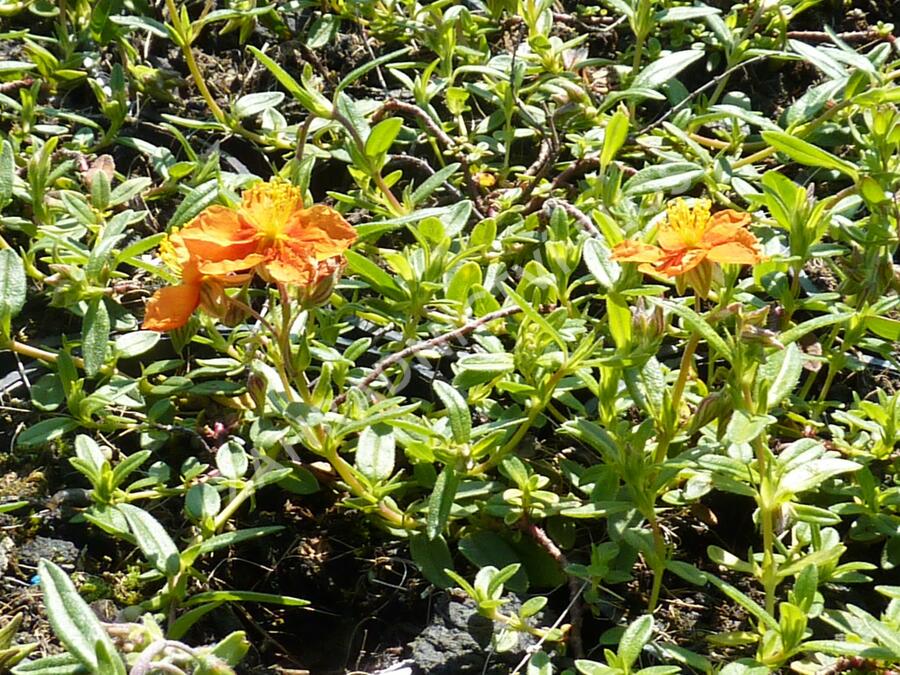 Devaterník 'Bronzeteppich' - Helianthemum 'Bronzeteppich'