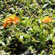 Devaterník 'Bronzeteppich' - Helianthemum 'Bronzeteppich'