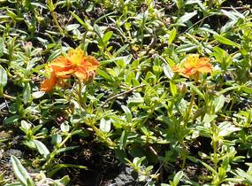 Devaterník 'Bronzeteppich' - Helianthemum 'Bronzeteppich'