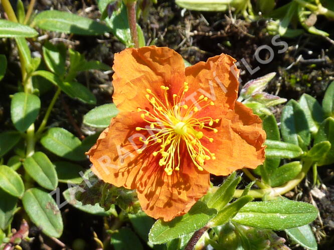 Devaterník 'Bronzeteppich' - Helianthemum 'Bronzeteppich'