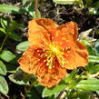 Devaterník 'Bronzeteppich' - Helianthemum 'Bronzeteppich'