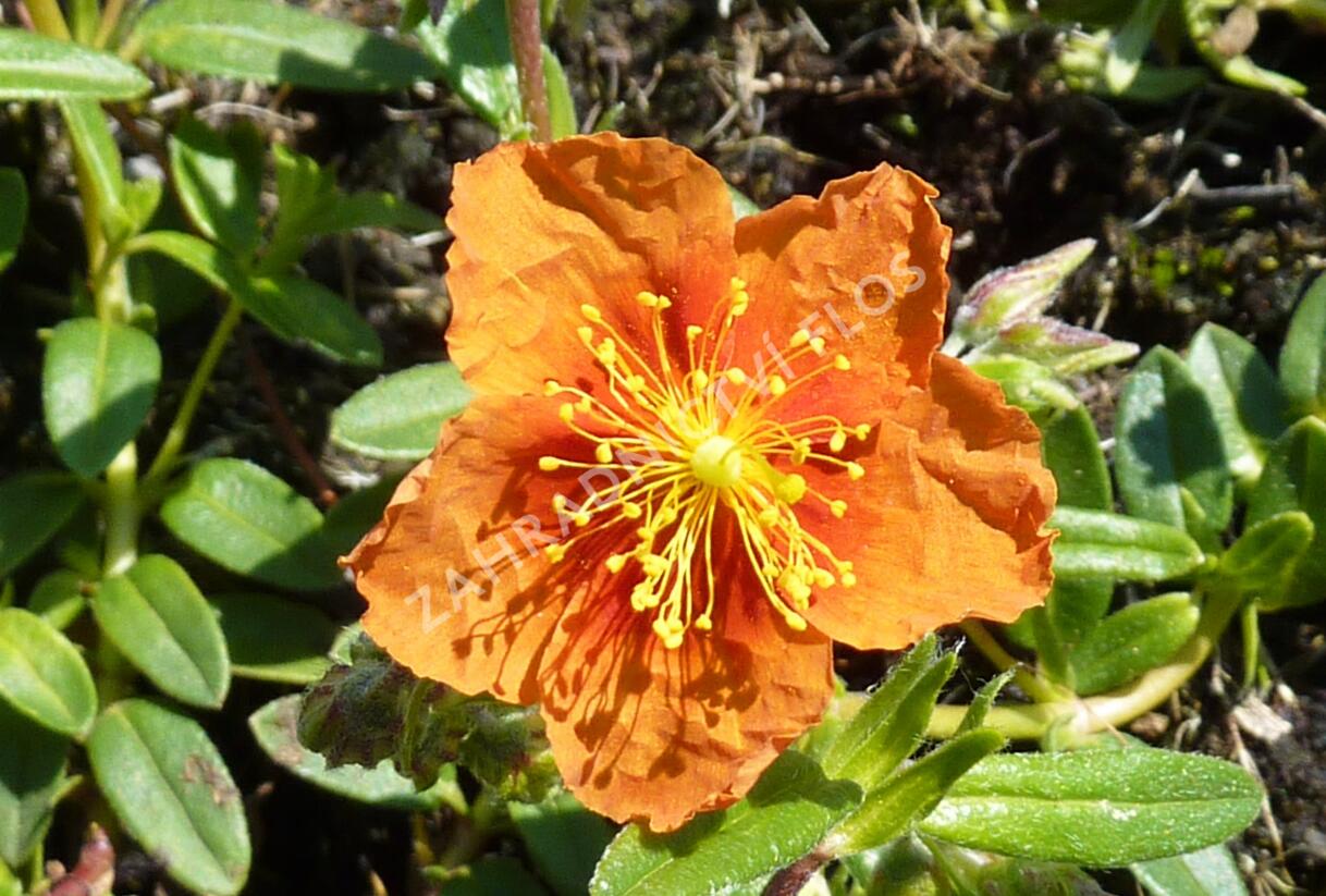 Devaterník 'Bronzeteppich' - Helianthemum 'Bronzeteppich'