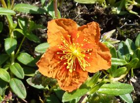 Devaterník 'Bronzeteppich' - Helianthemum 'Bronzeteppich'